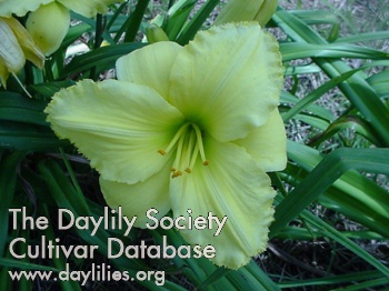 Daylily Atlanta Full House